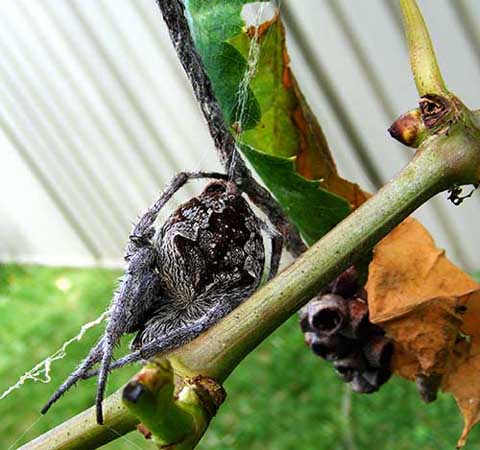 
 orb weave in a grape vine retreat
